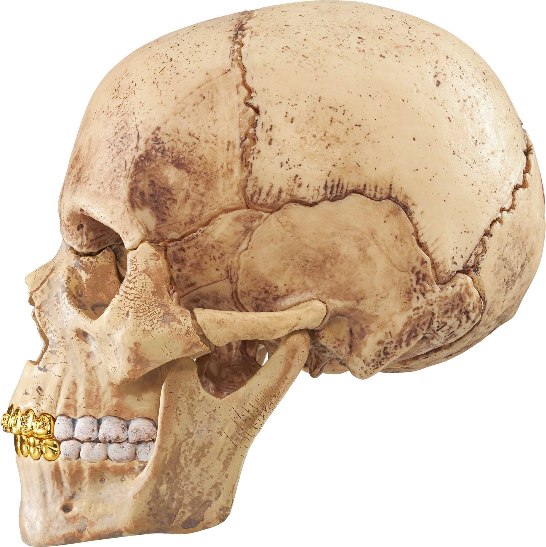 4D Model Human Skull view 9